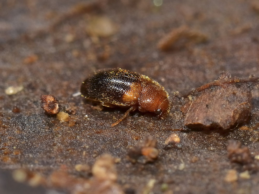 Triphyllus bicolor (Mycetophagidae)